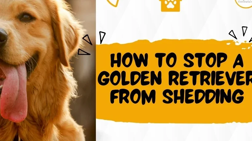 golden retriever shedding