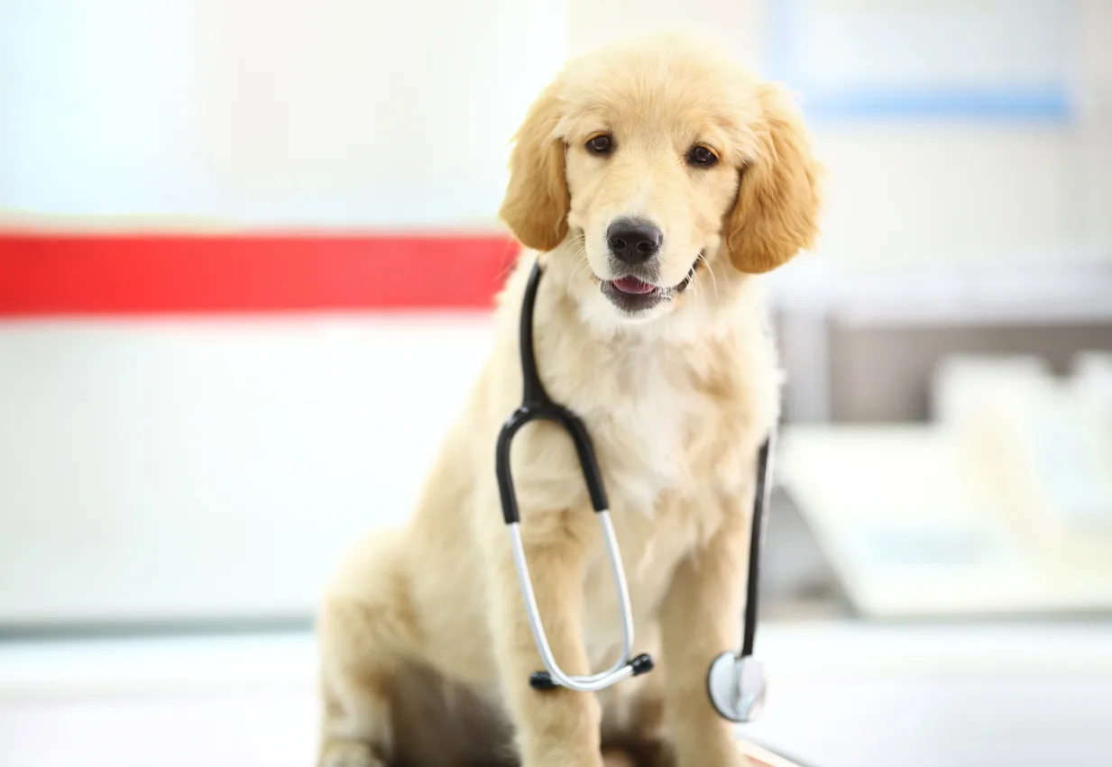 Ultimate Golden Retriever Vaccination Guide (2026) Puppy & Adult Vaccine Schedule