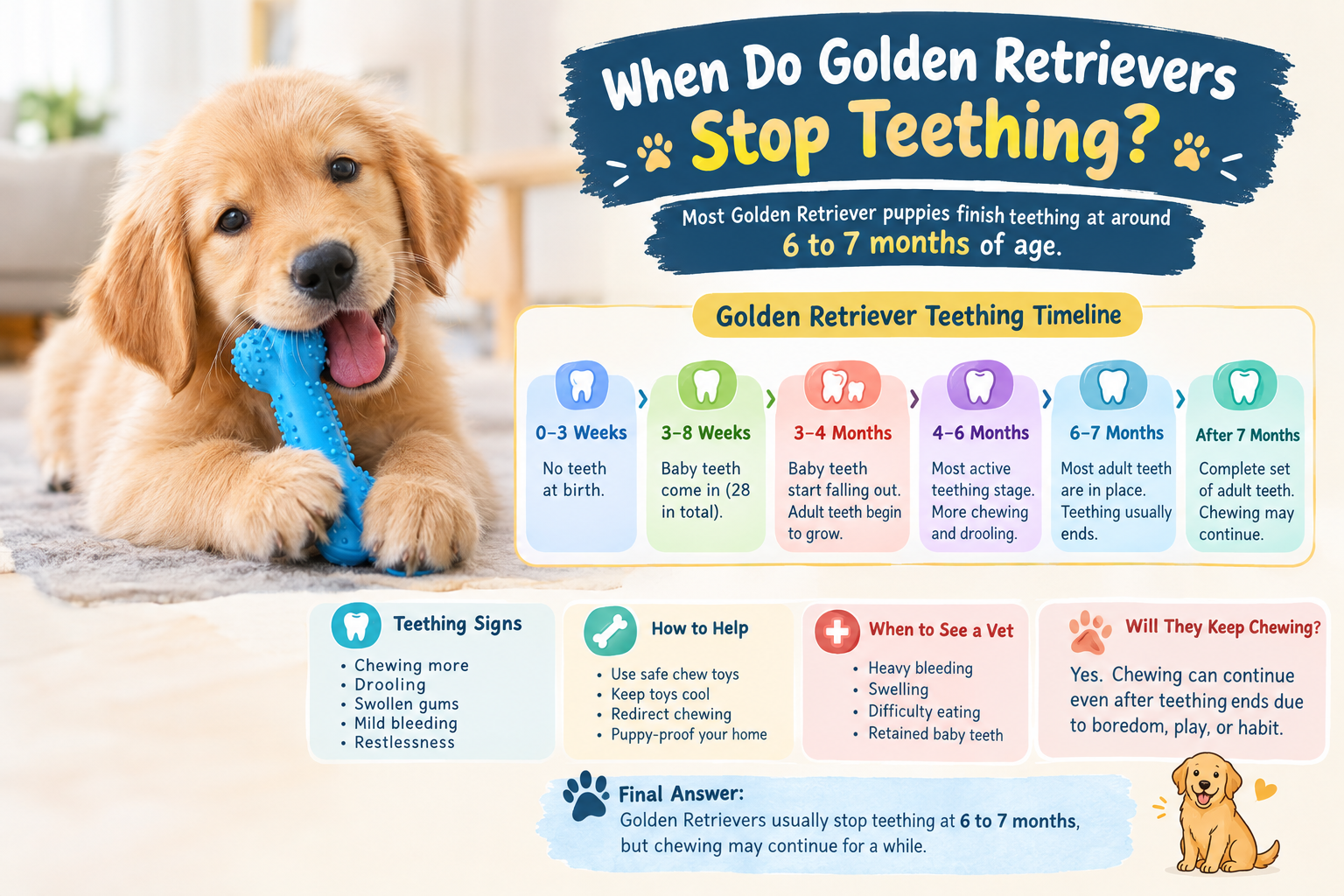 When Do Golden Retriever Stop Teething? 6 Stages.