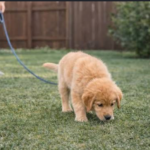 golden retriever potty training outdoor