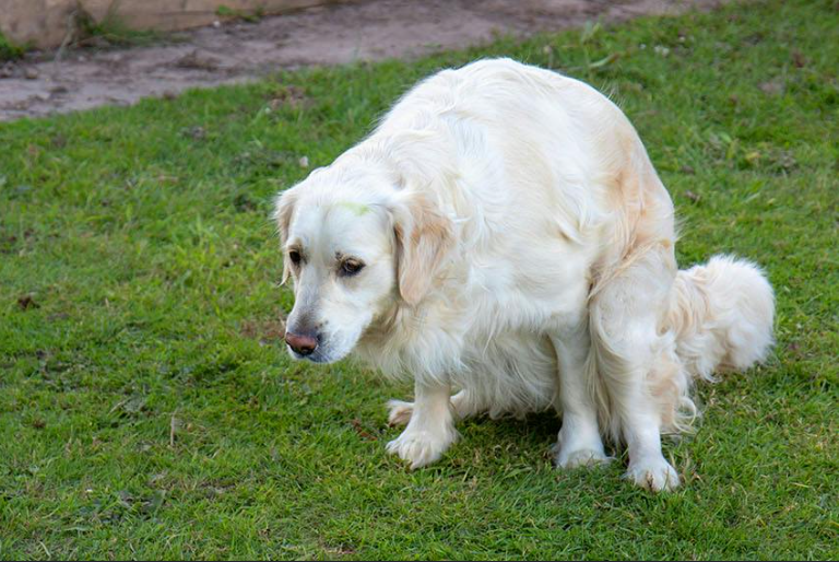 Golden Retriever Potty Training Outdoor: Ultimate Guide 2026