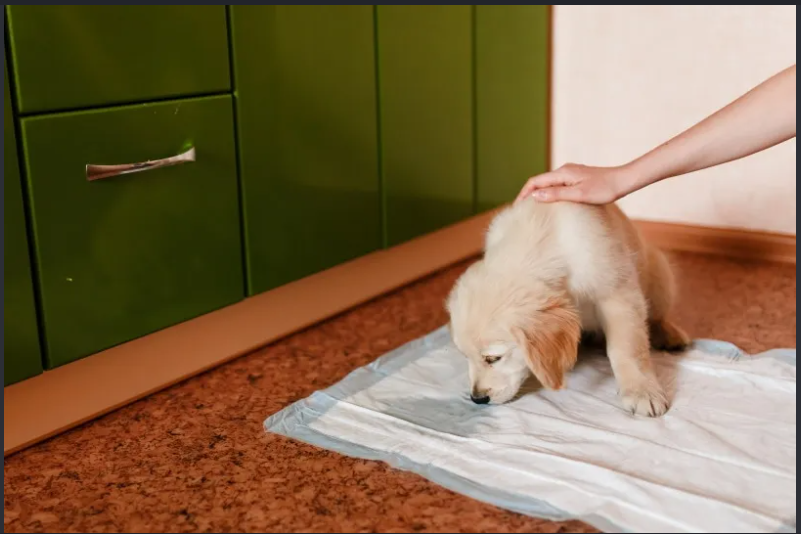 golden retriever potty training indoor