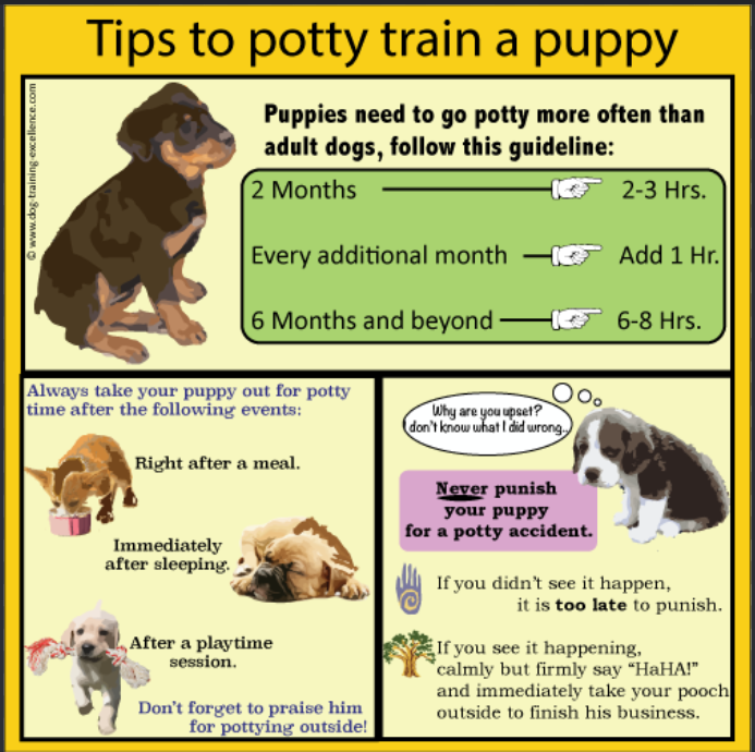 golden retriever potty training outdoor
