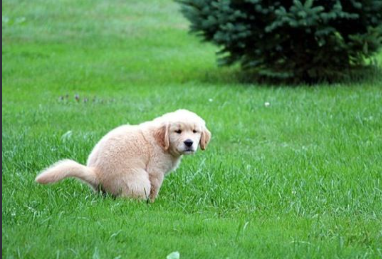golden retriever potty training outdoor