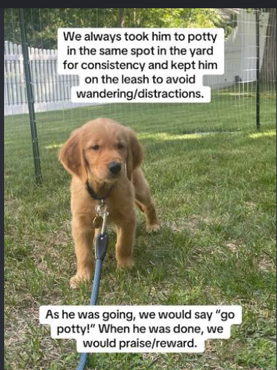 golden retriever potty training outdoor