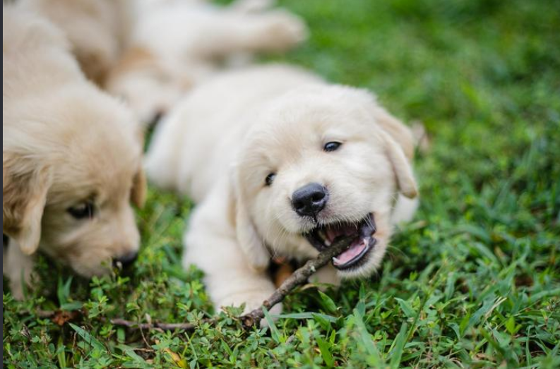 golden retriever puppy teething